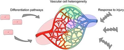 Single Cell Analysis in Vascular Biology